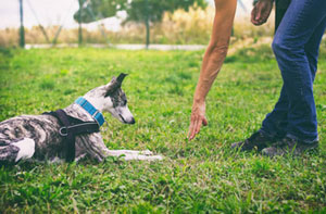 Local Dog Training Ansty