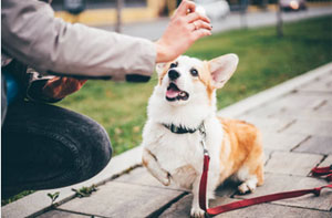 Local Dog Training Langley